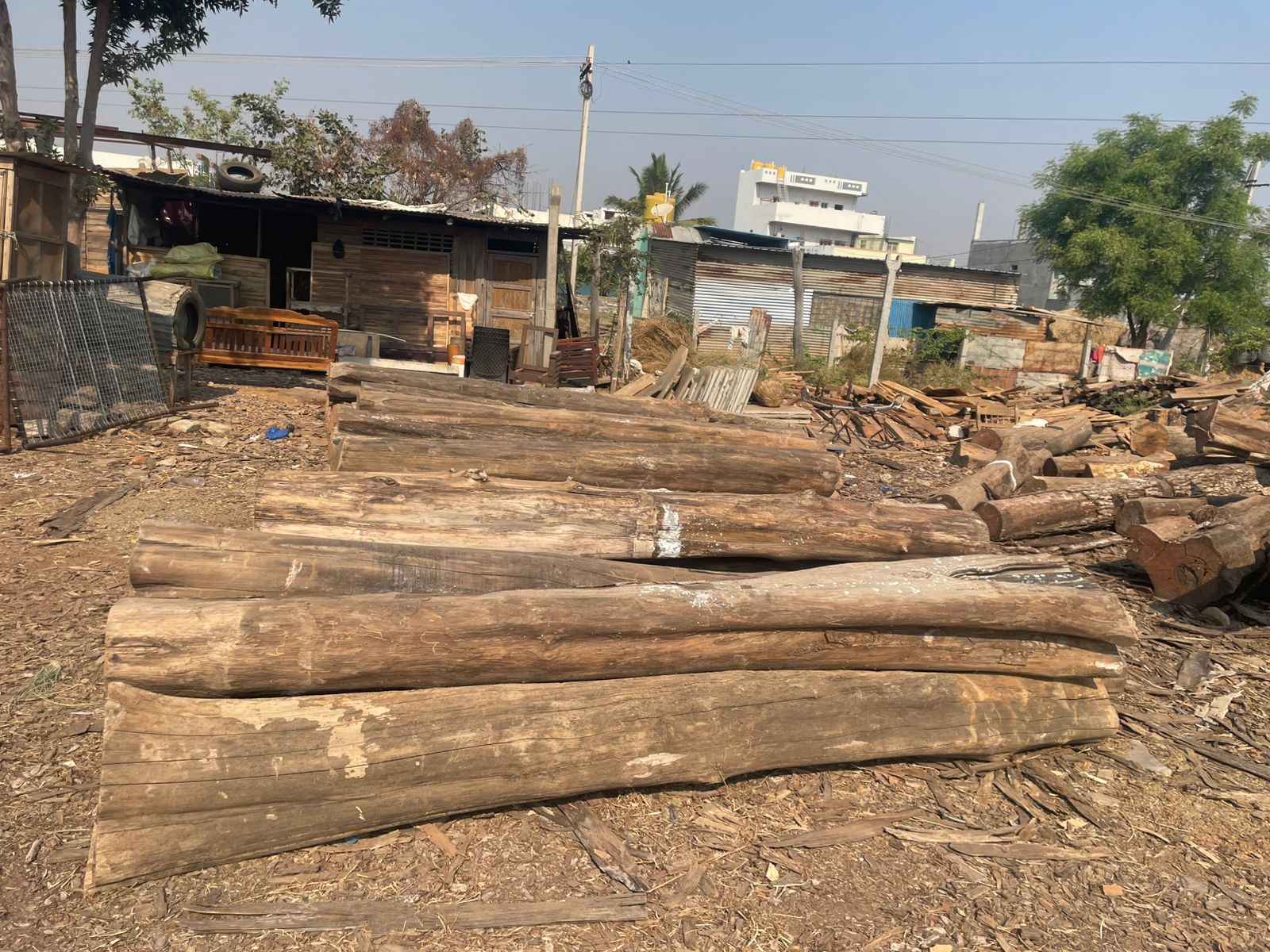 Teak wood logs being transported for delivery