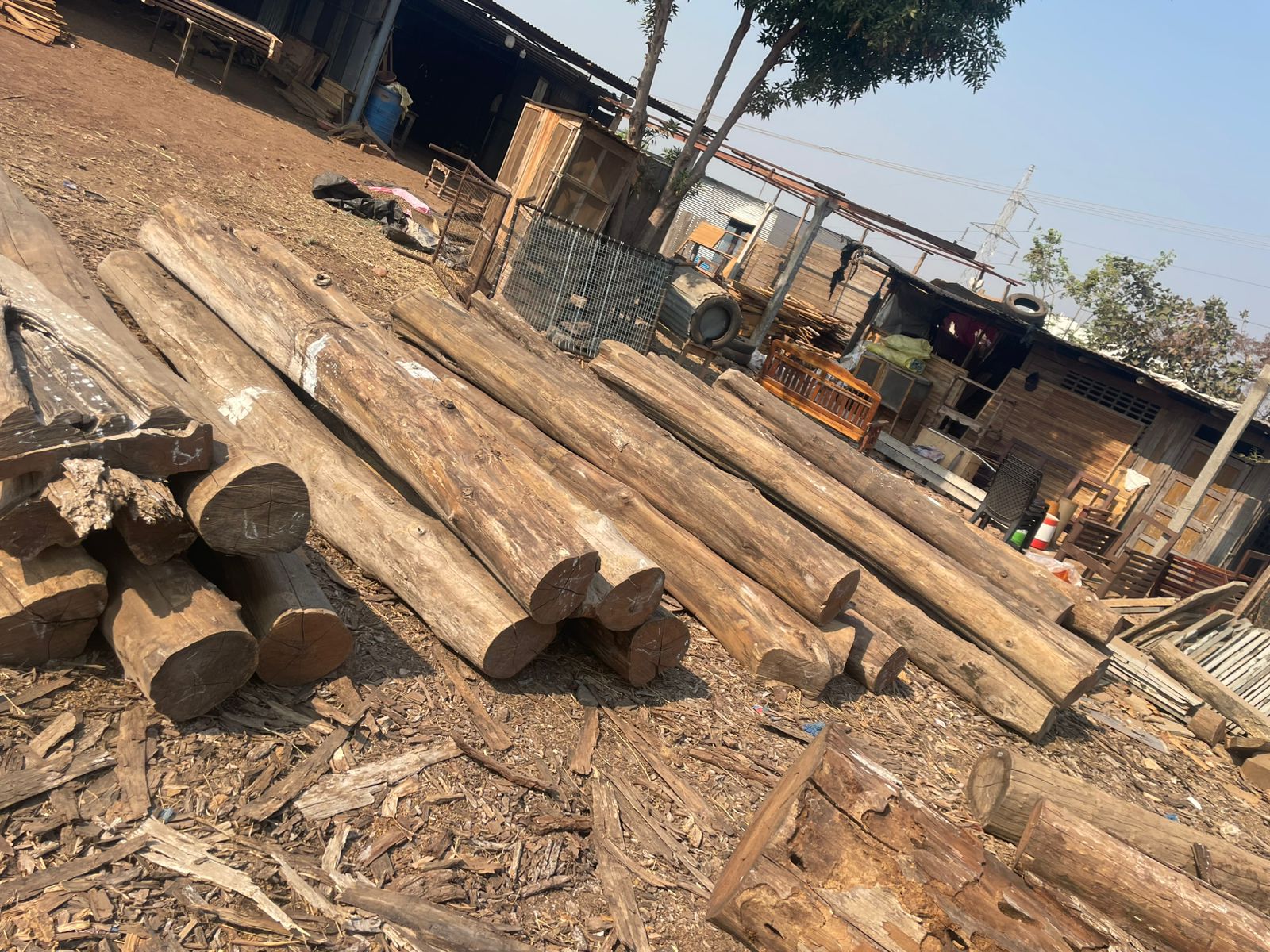 Premium teak logs stored in our yard