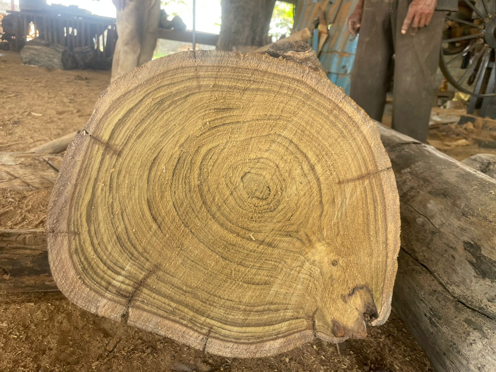 Premium Teak Wood Cross Section showing beautiful grain patterns