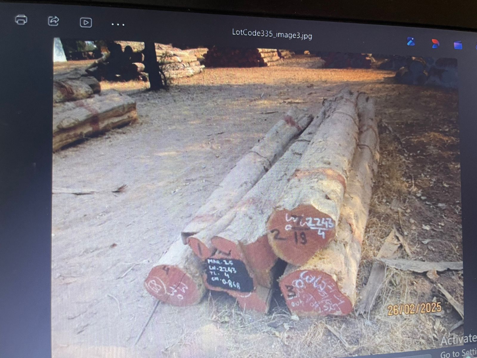 Large collection of teak logs in storage yard